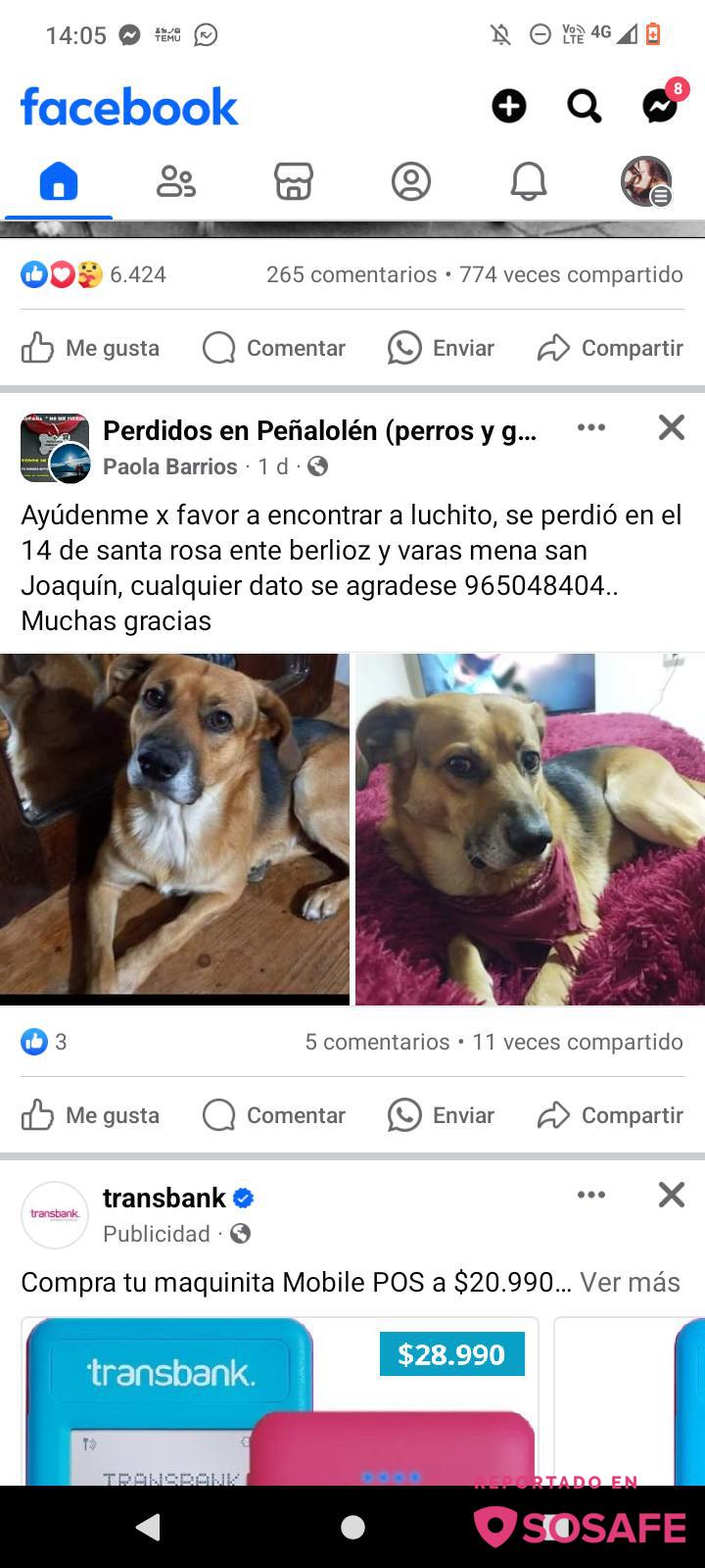 Sosafe Perrito Aullando Triste Parece Perdido