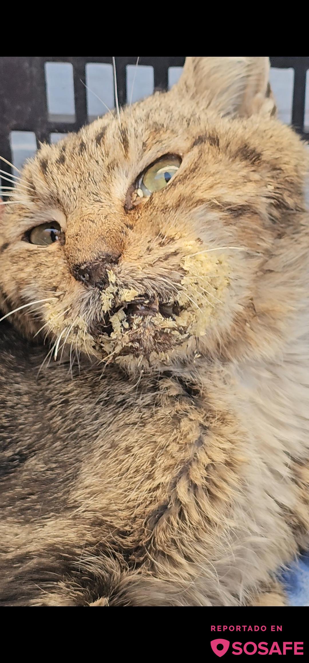 Sosafe Necesitamos Ayuda Alguien Que Pueda Llevar A Este Gato Al