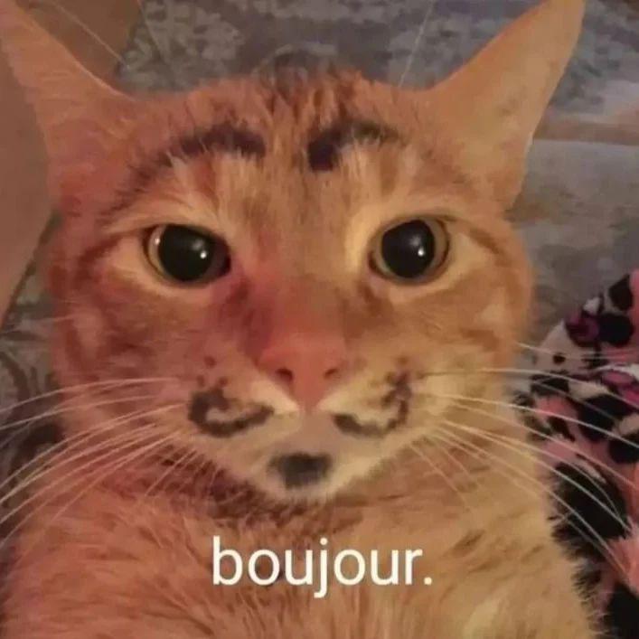 Gato