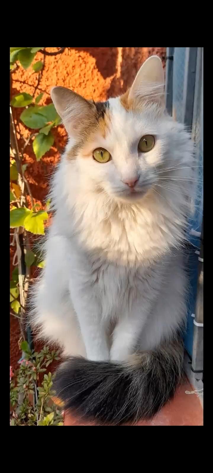 Pamela