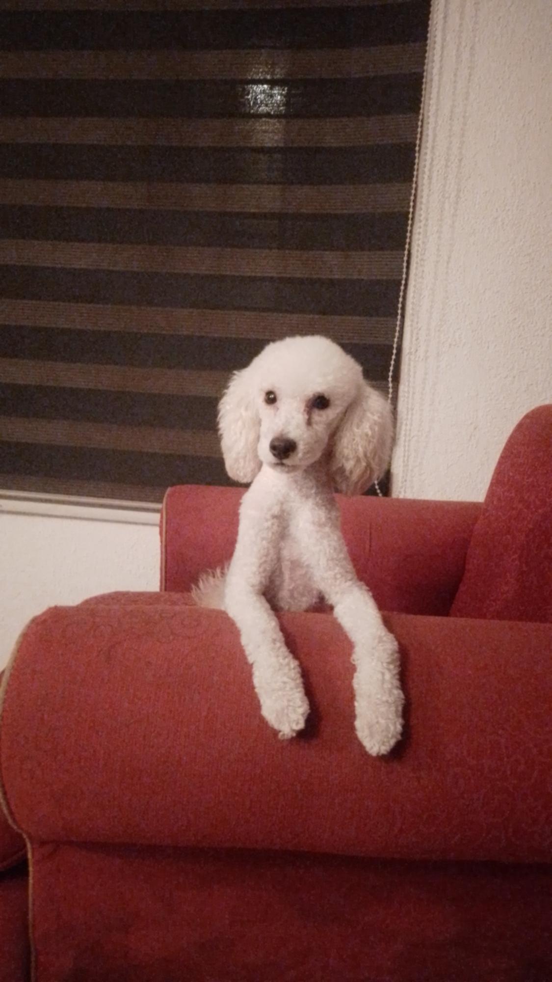 Gonzalo