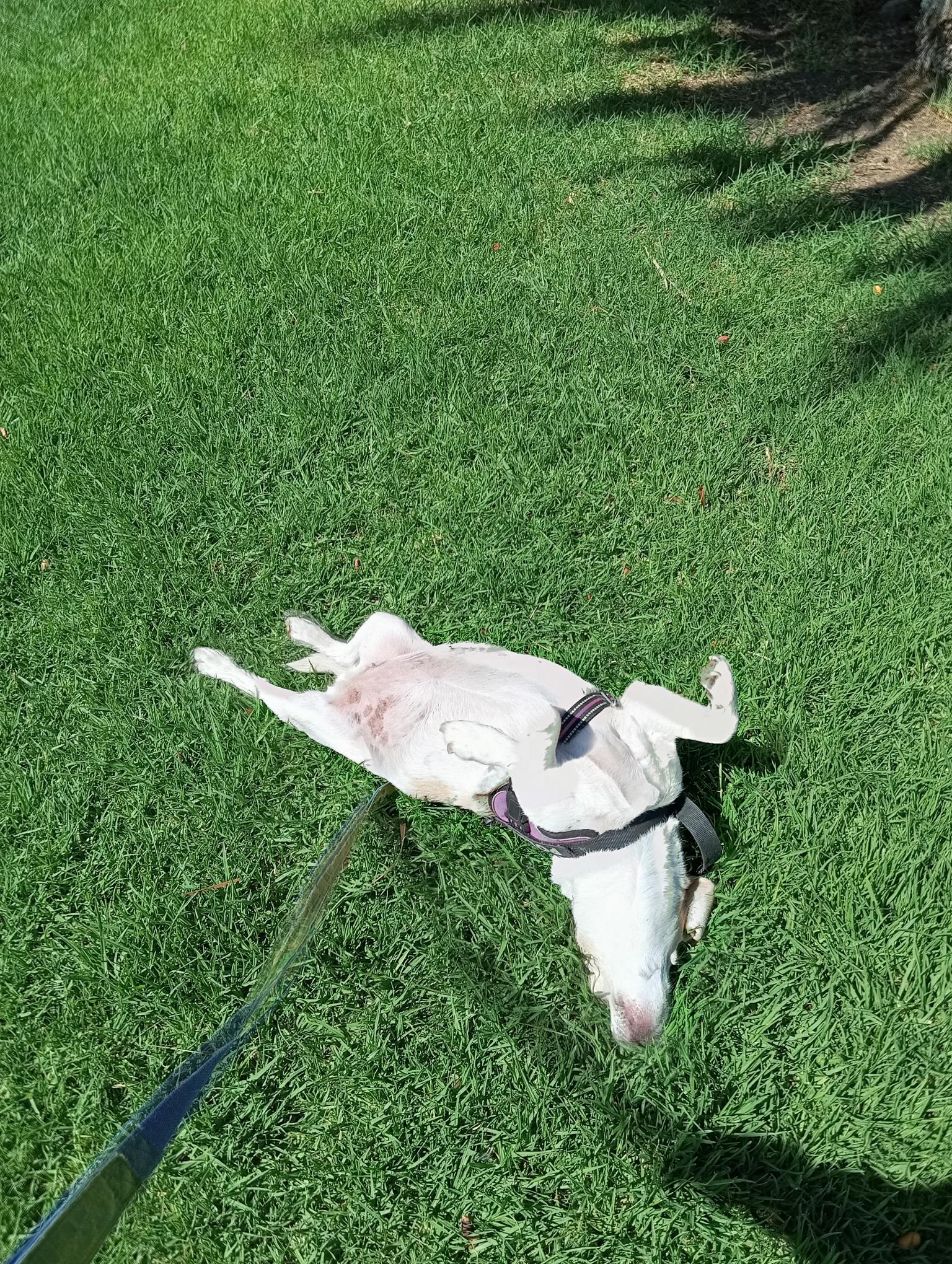Chichi