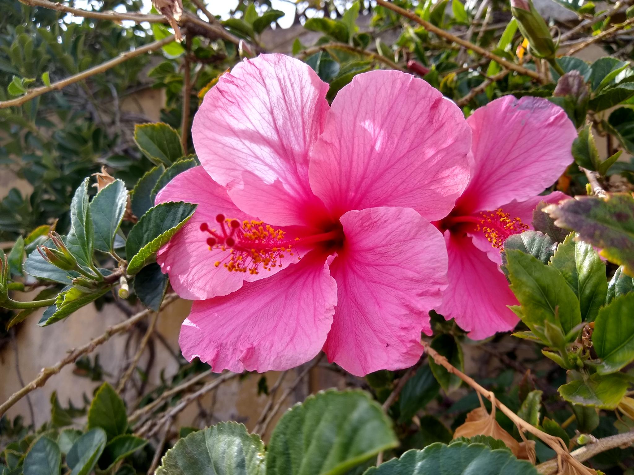 Carolina