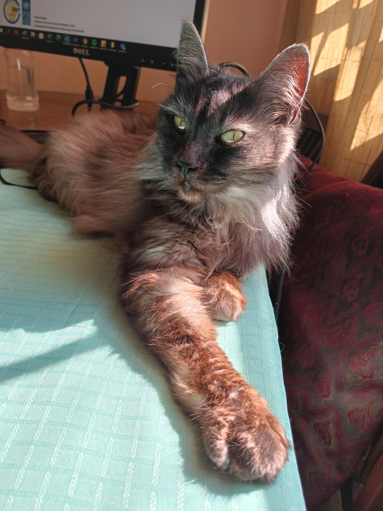 Nahla