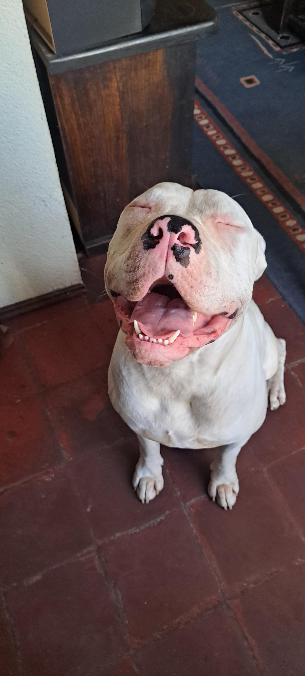 El Perro Asesino