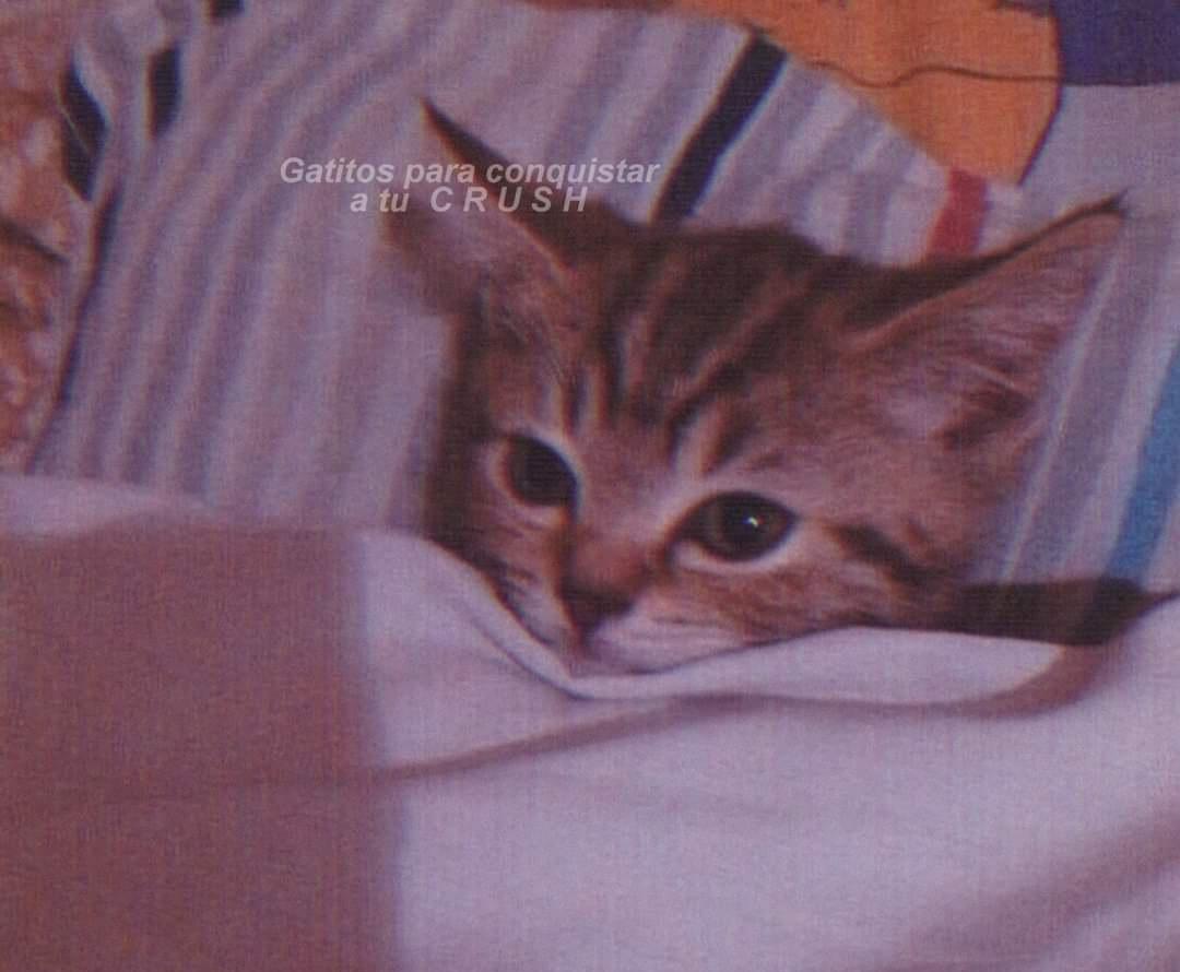Franni