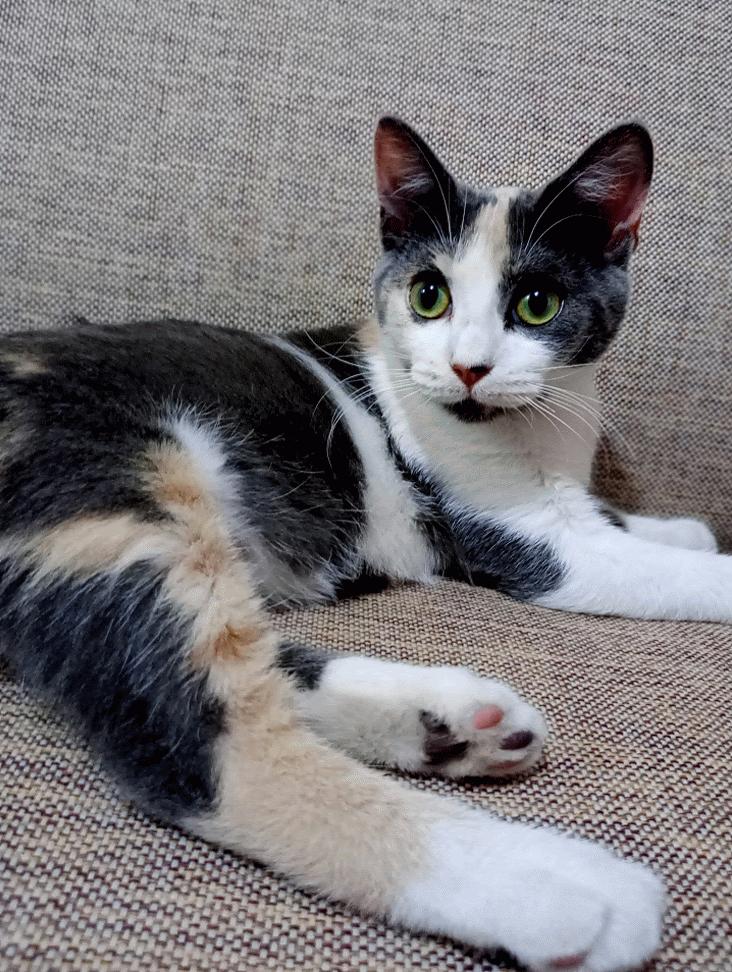 Kitty