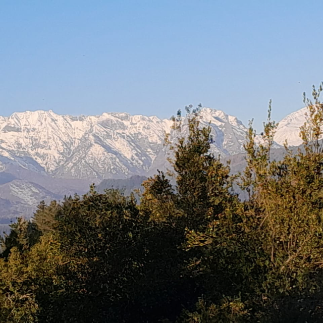 Anónimo 