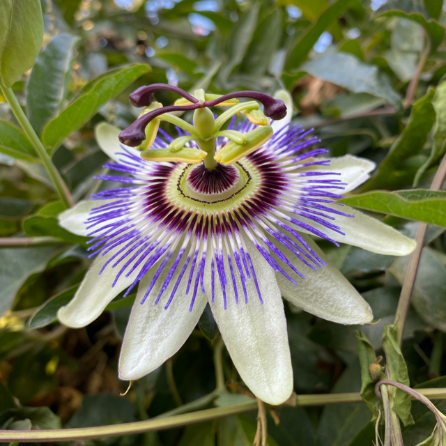 Pasiflora