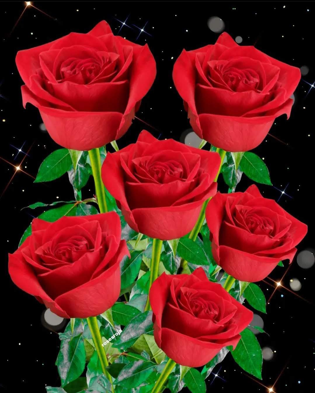 Rosa