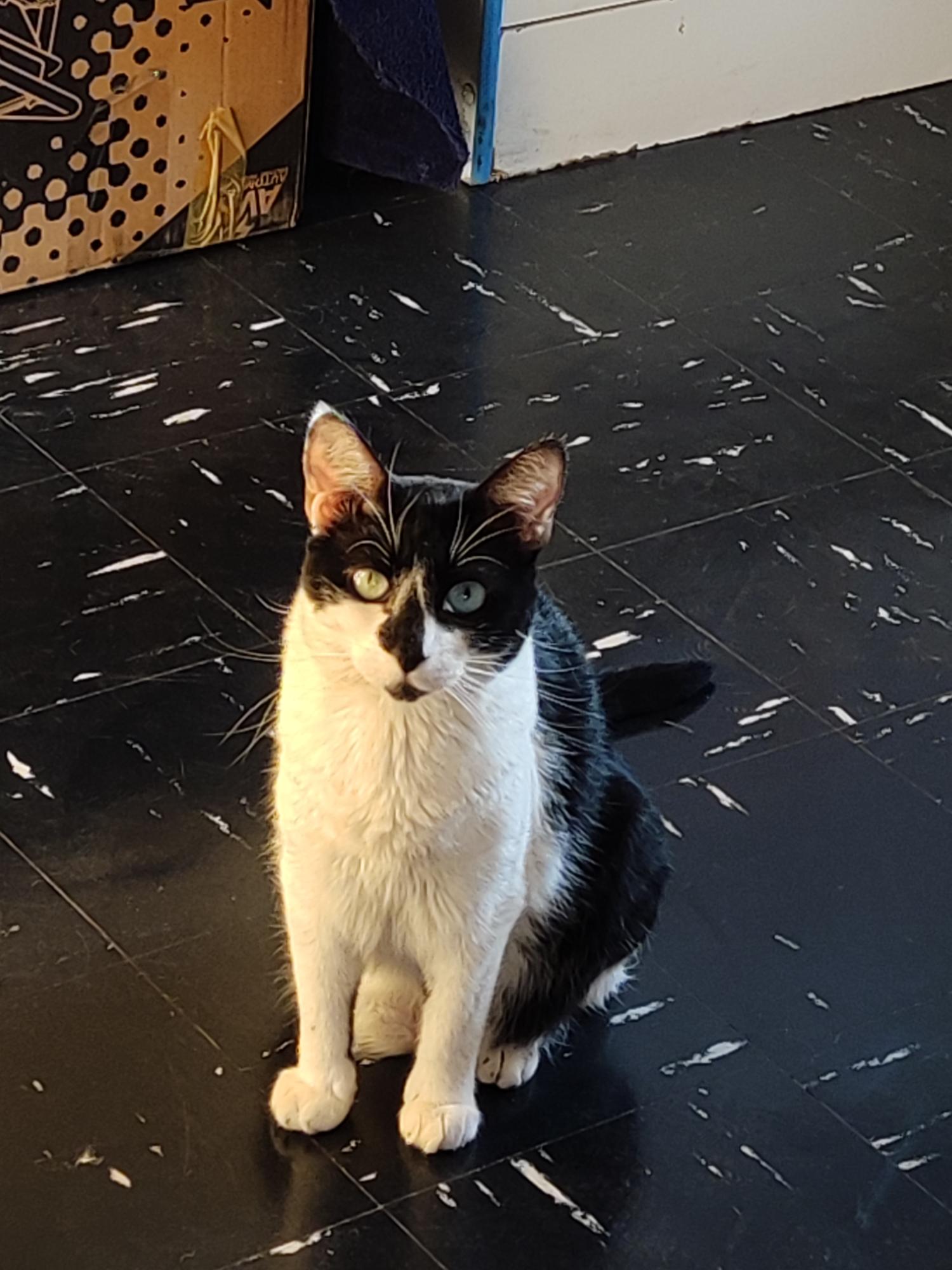 Diego
