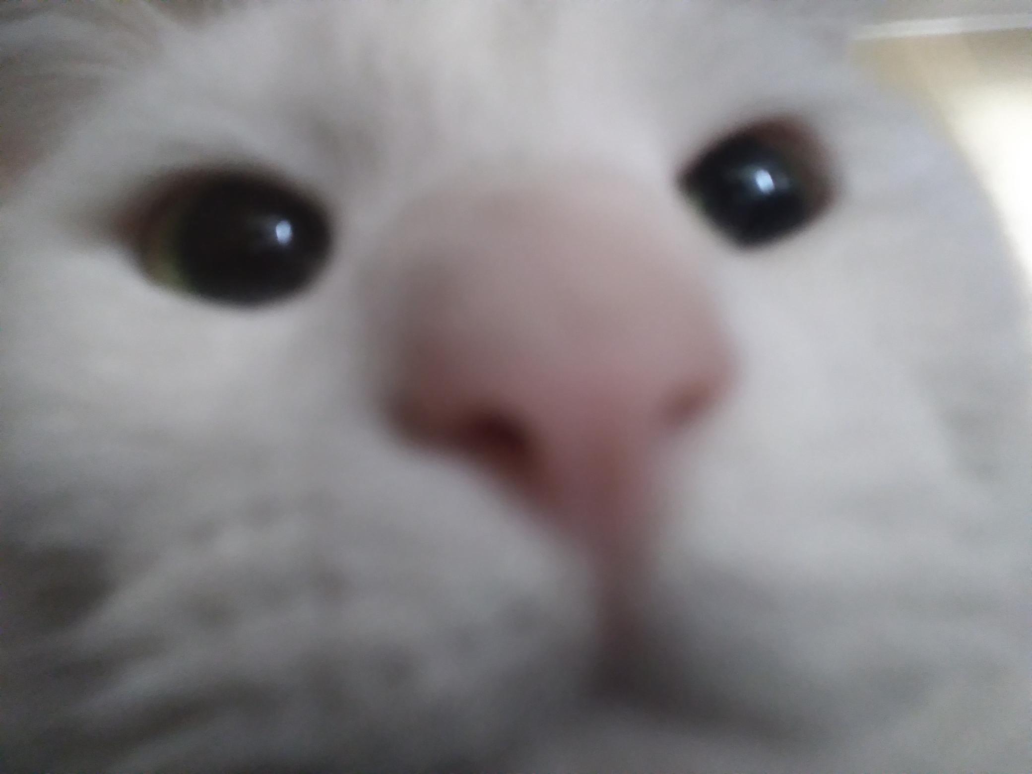 Sophie