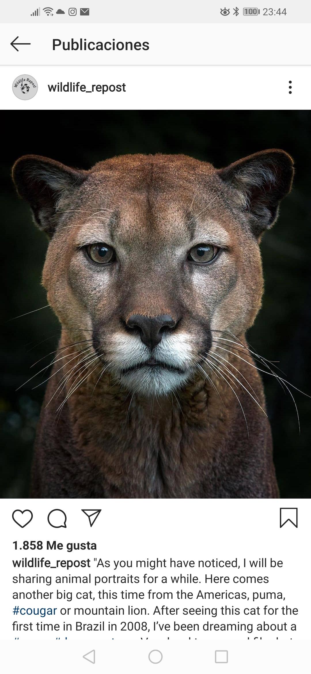 Antonio