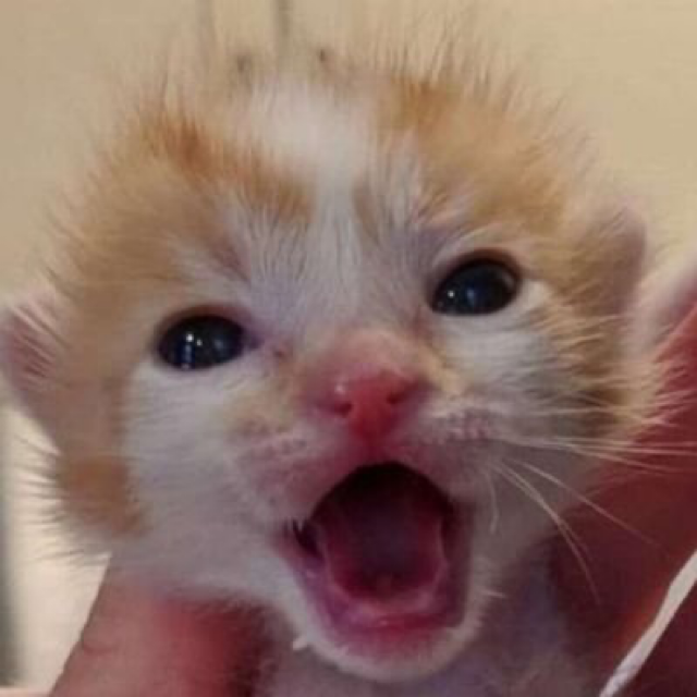 miau