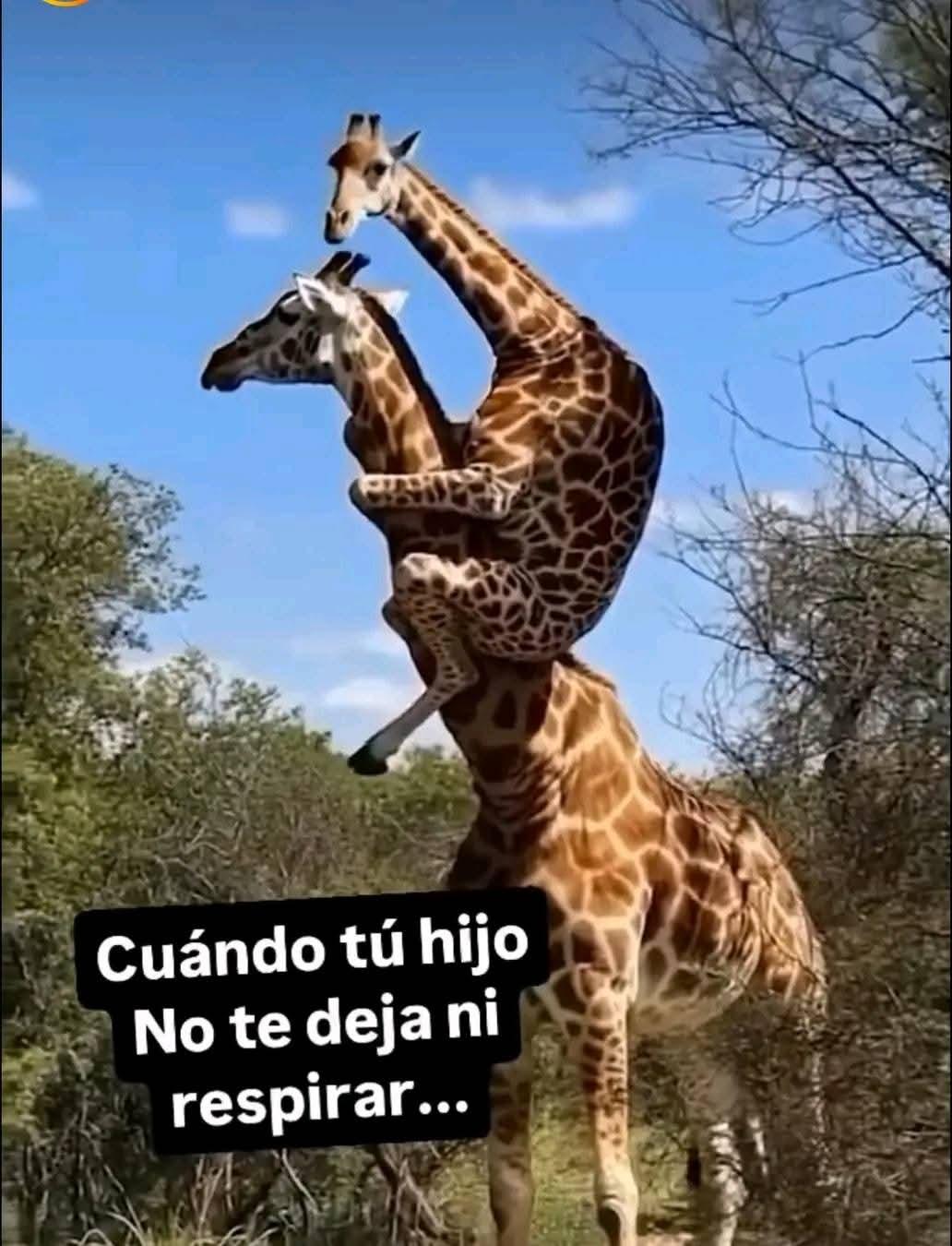 Anonimo