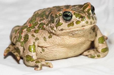 Elsa.Pote