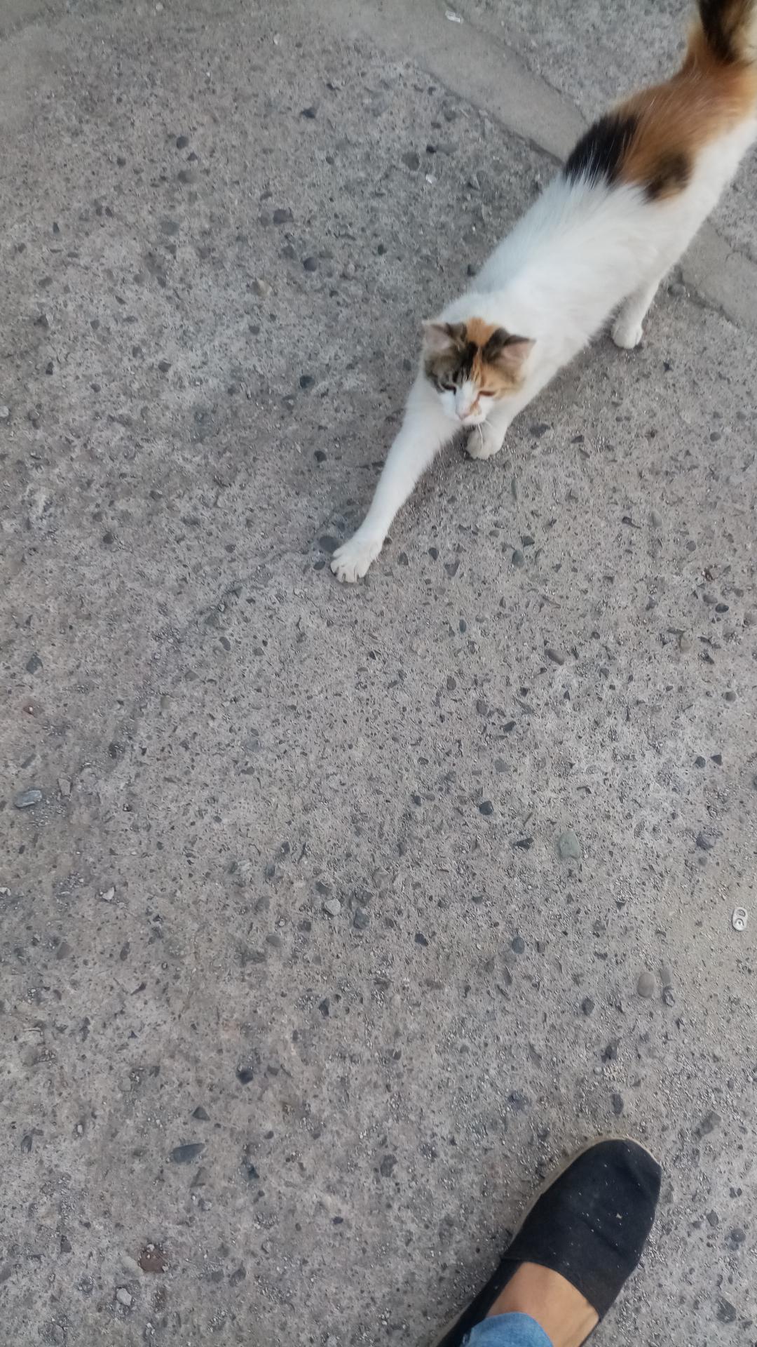 Alejandro