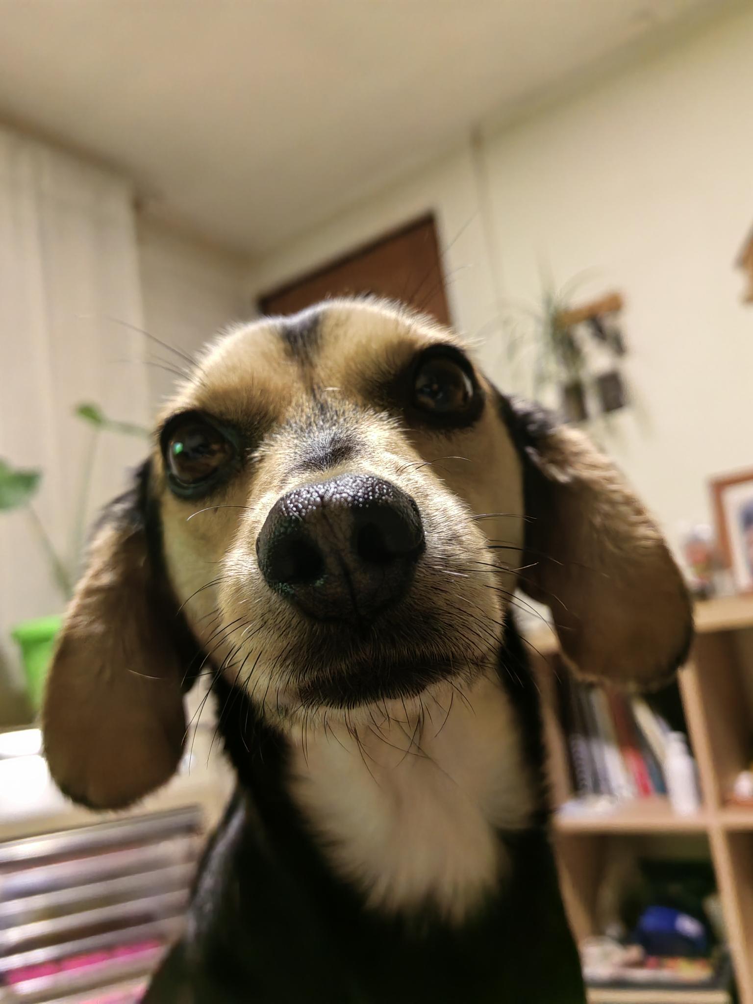 Paula