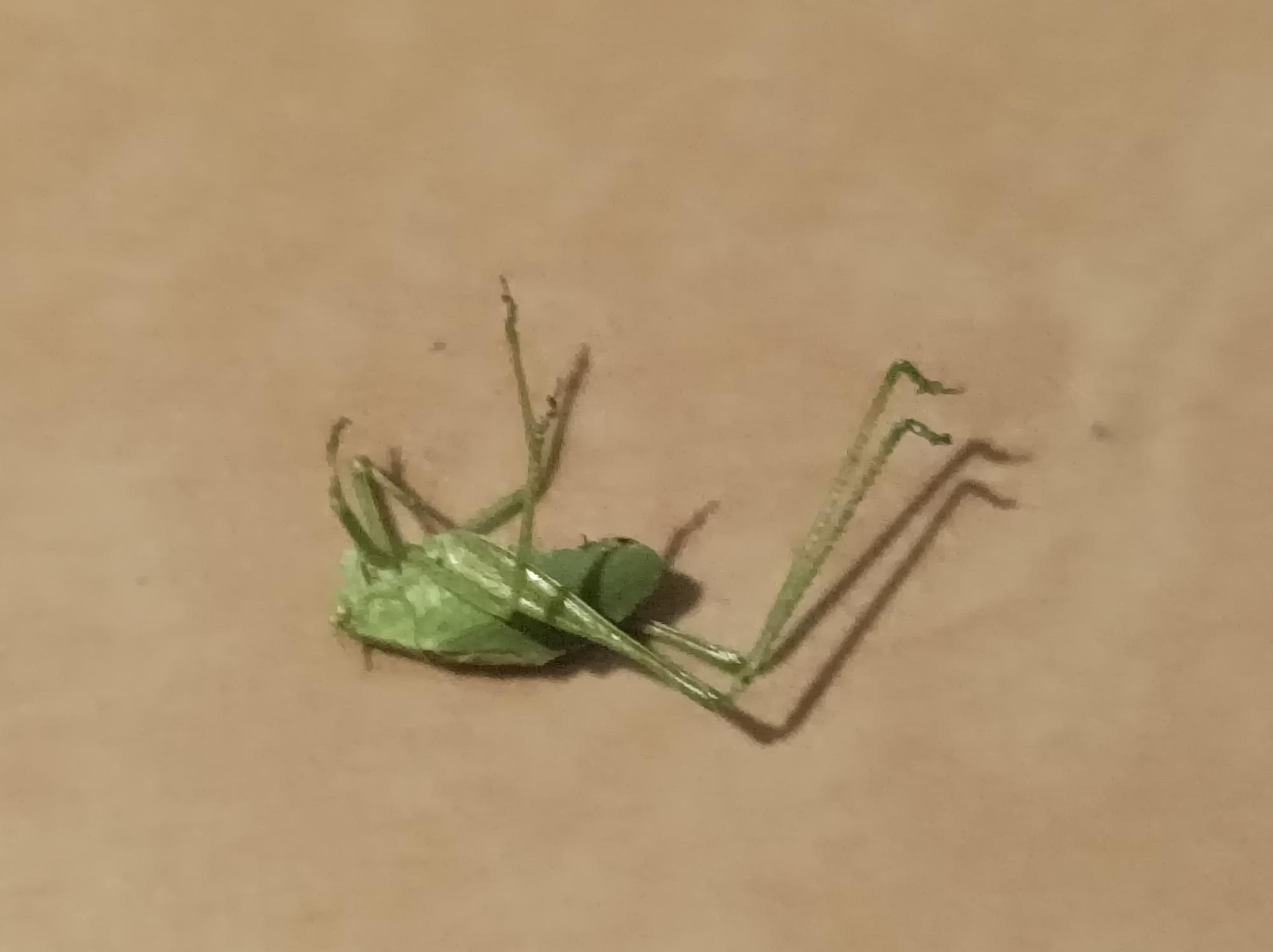 CA
