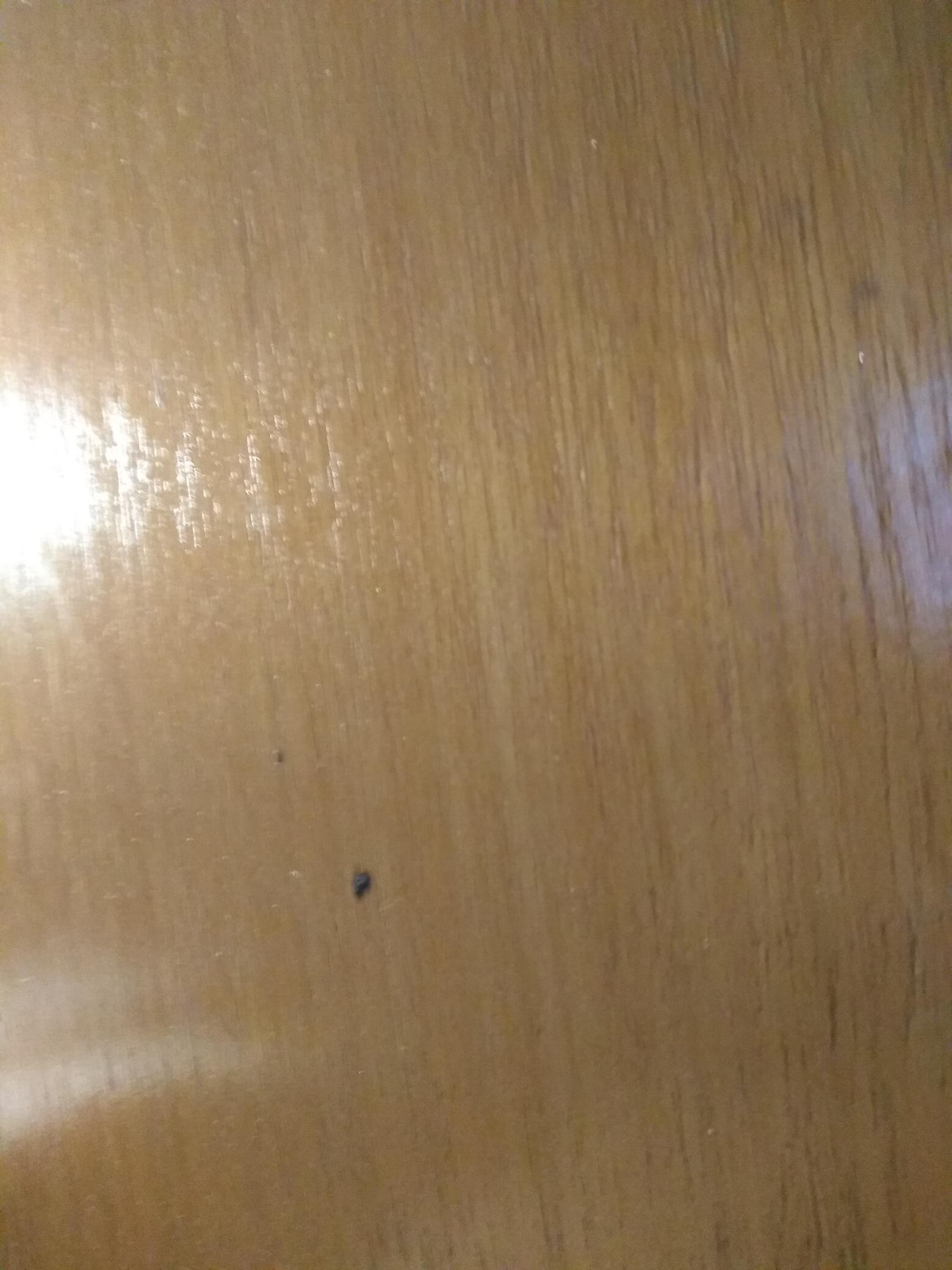 Hola