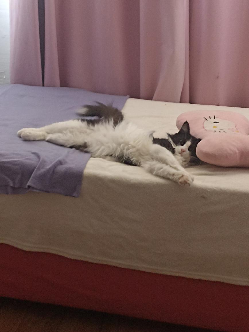 Boni