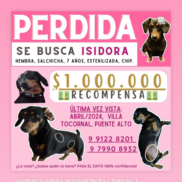 @sebusca.isidora.perrasalchicha
