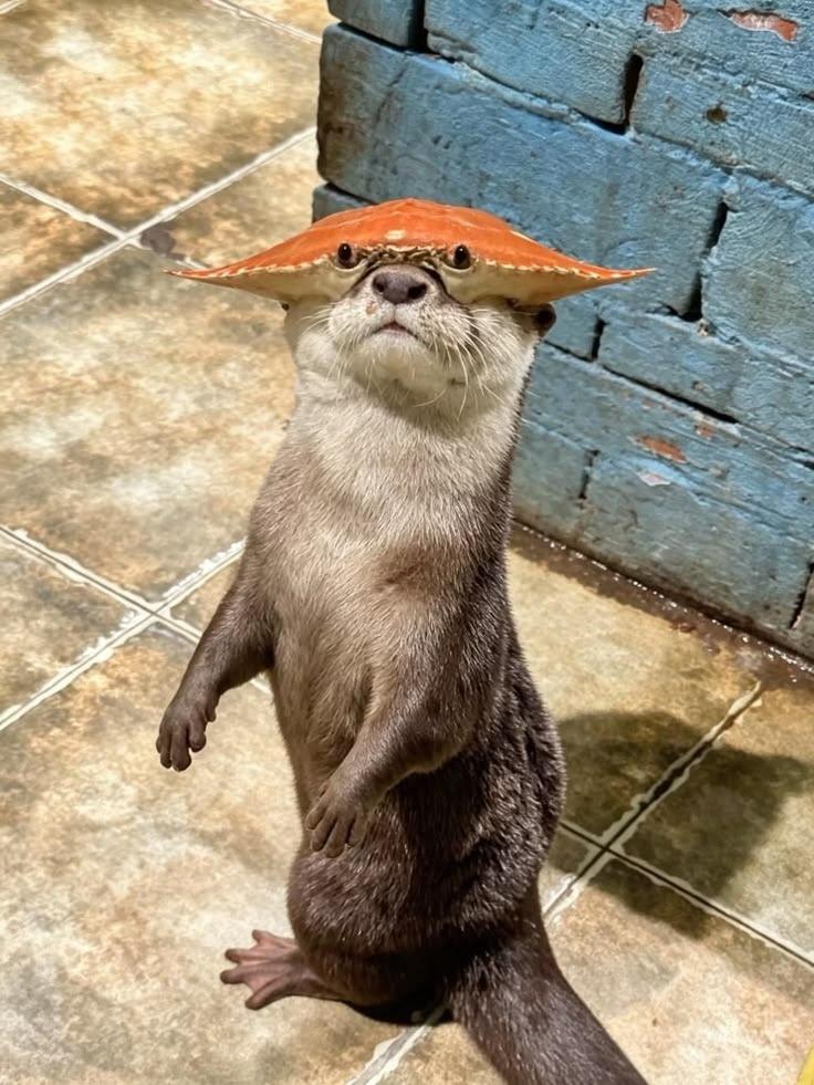 Chungungo