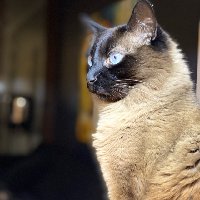 Pamela 