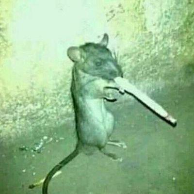 Waren Con Cigarro