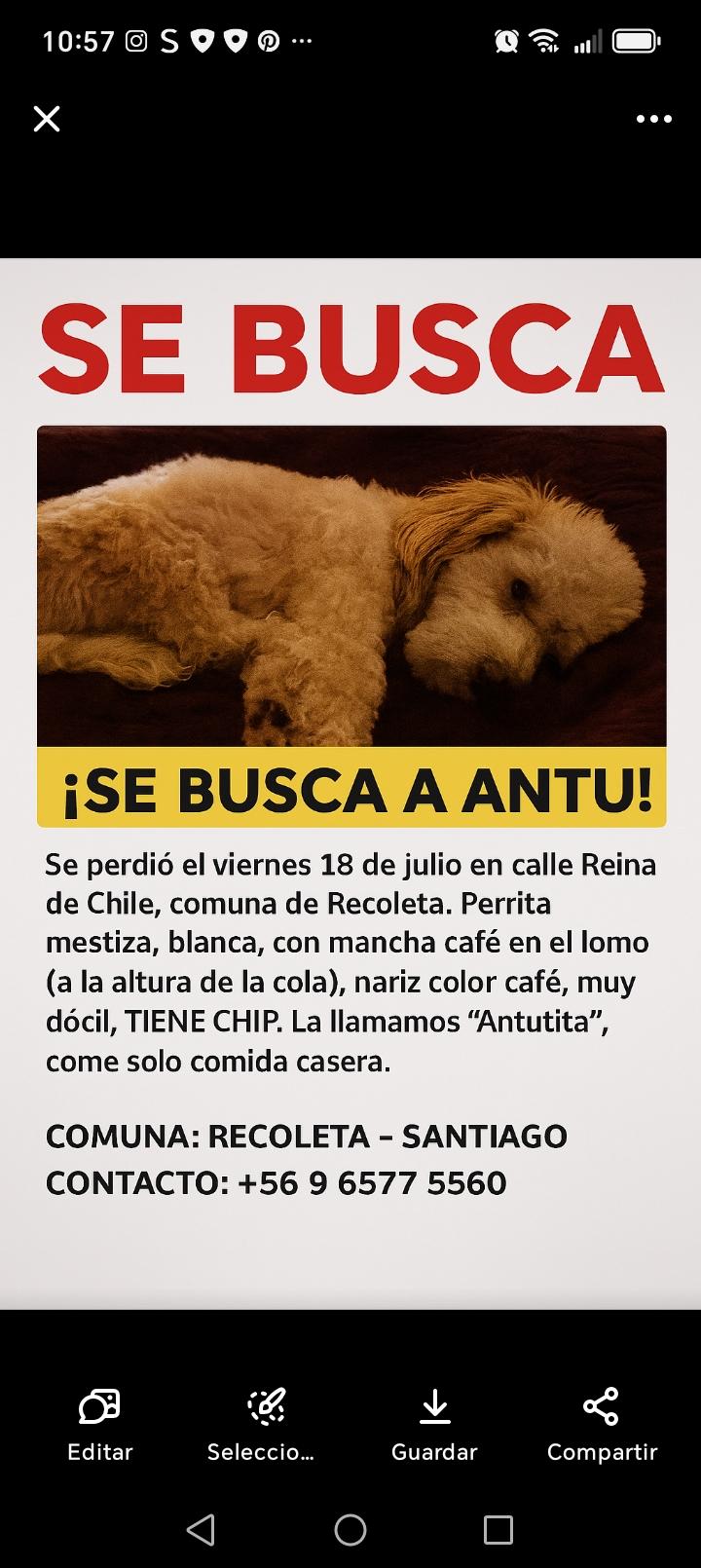 Estoy Buscando a ANTU Mi Perrita
