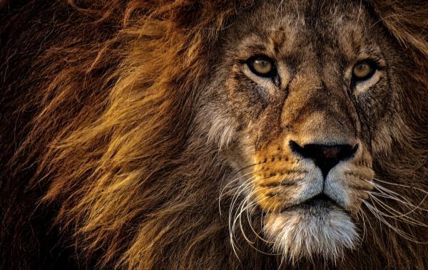 Aslan