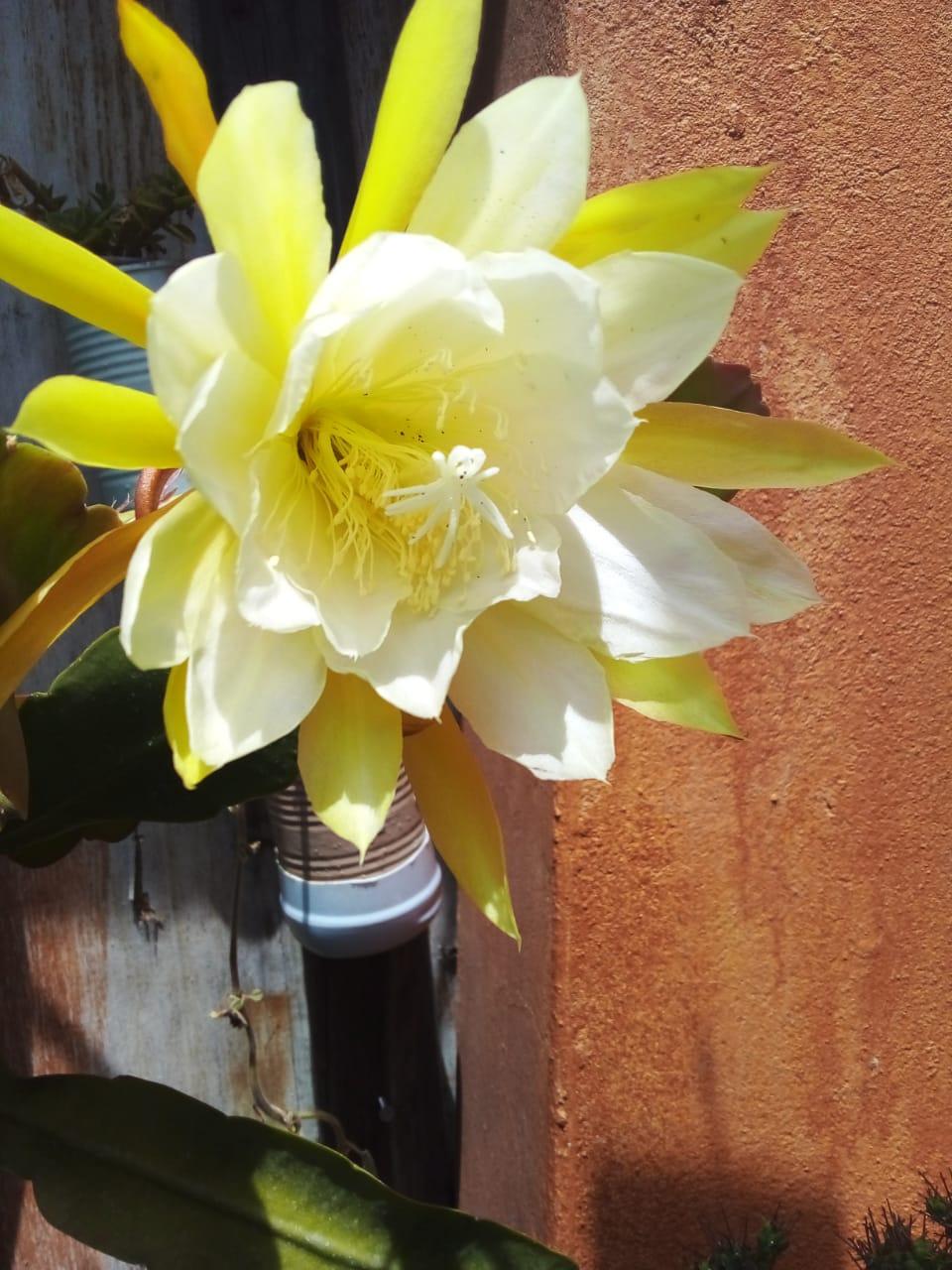 anónima