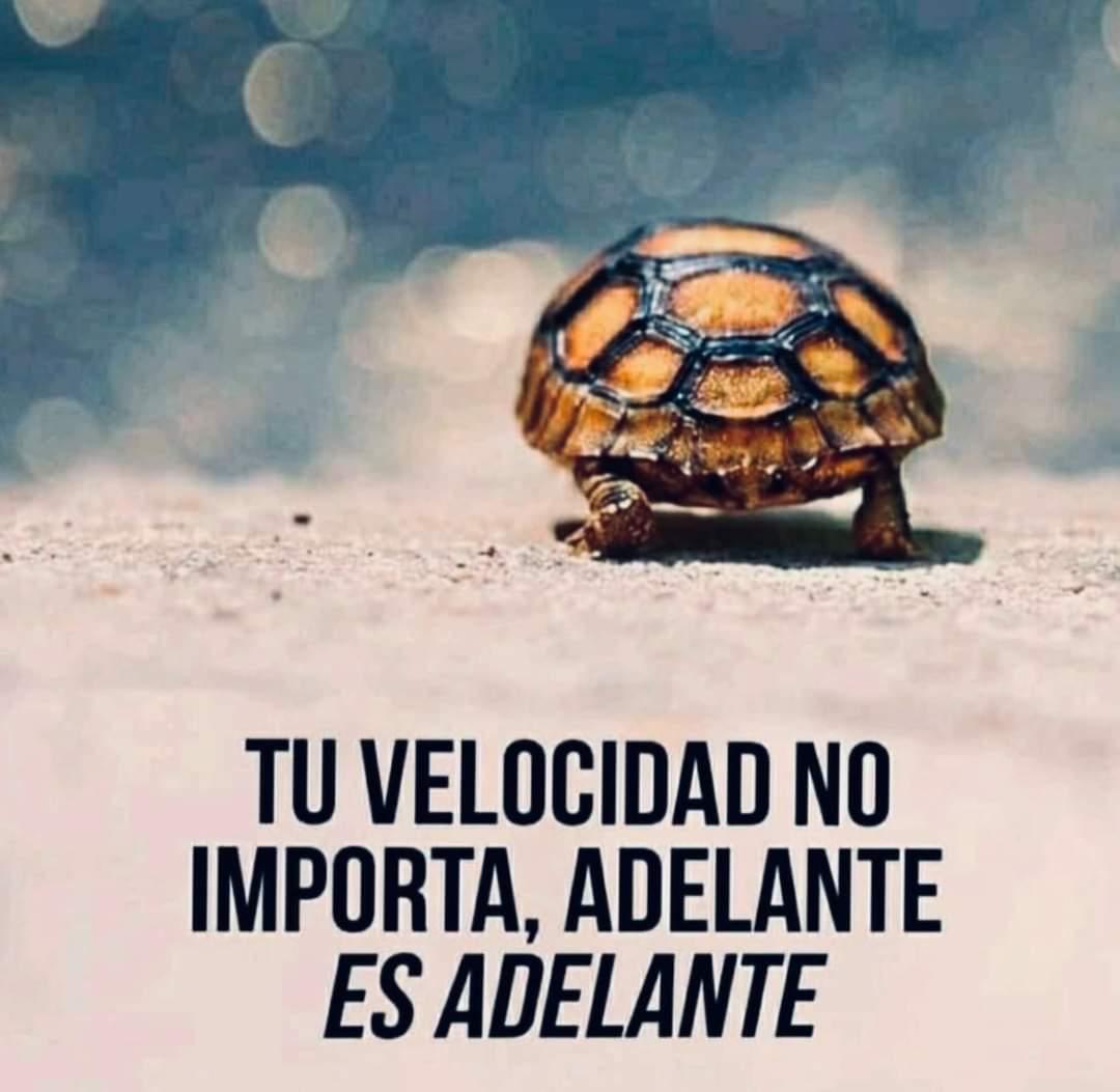 Anonimo