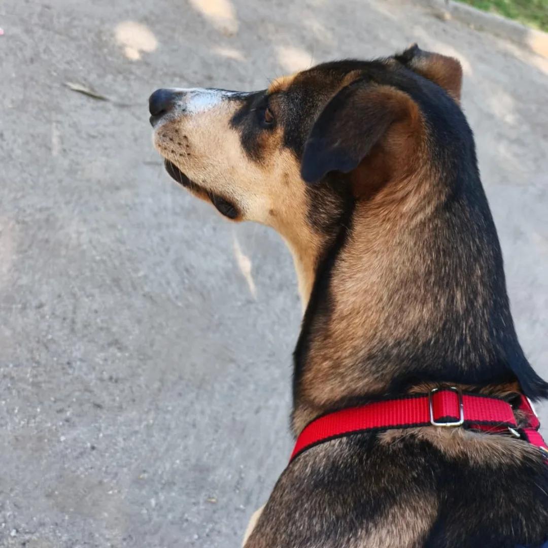 Rocio
