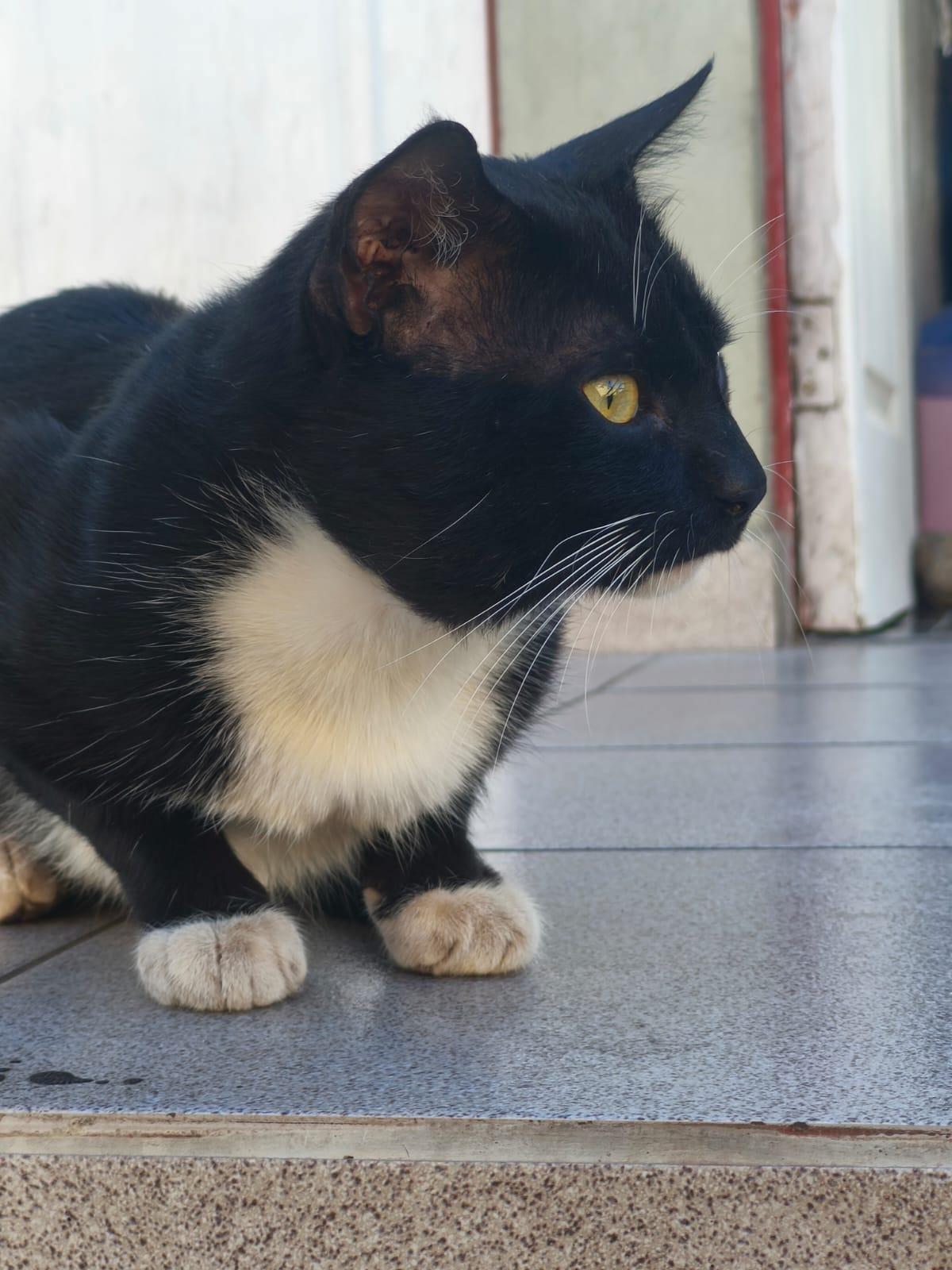 Gata