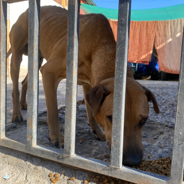 Rescatista de animales 