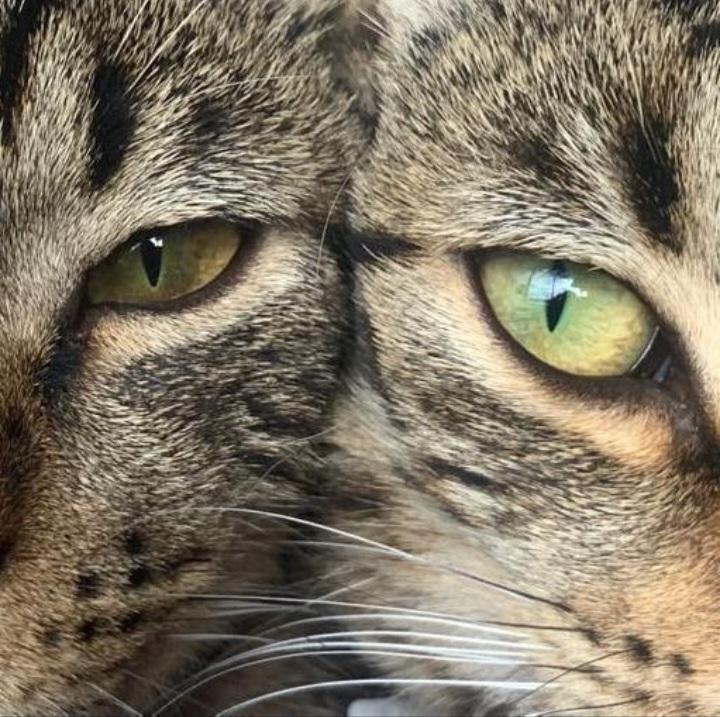 La Loca de los Gatos