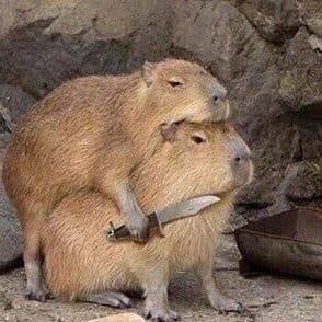 Capy