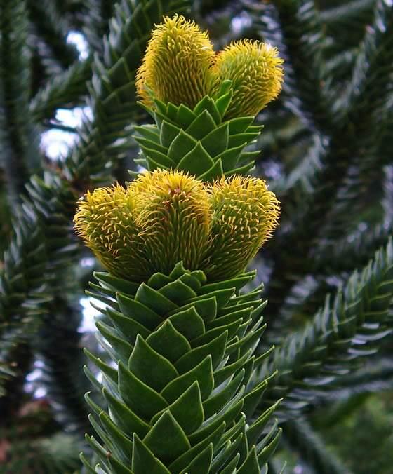 Araucaria