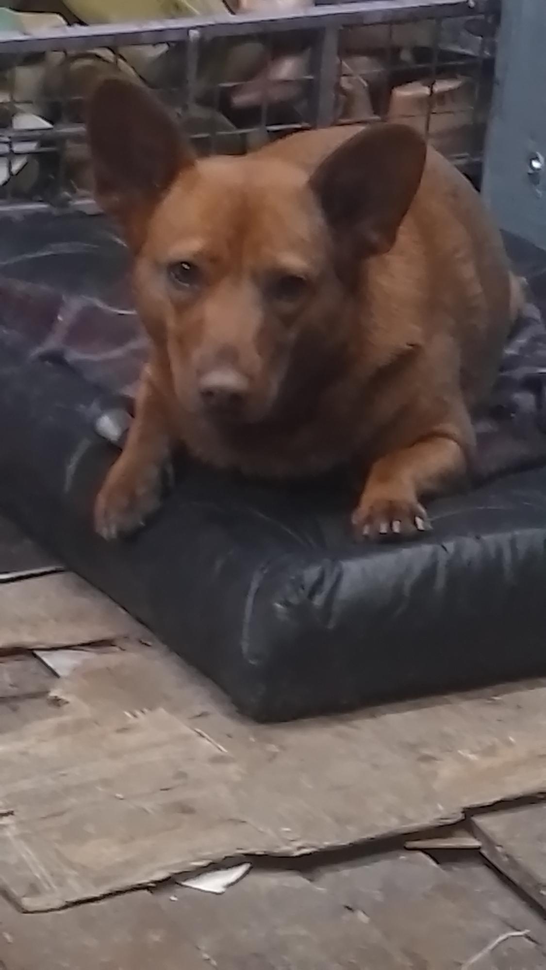 almendra