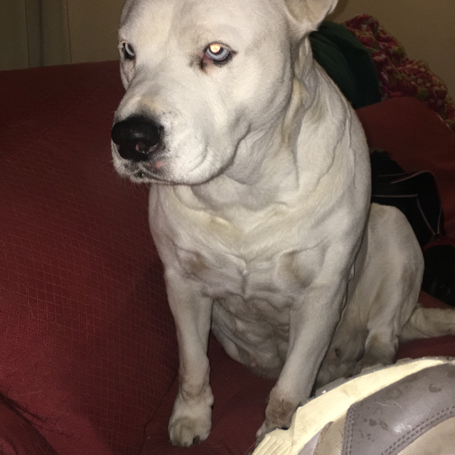 pablo