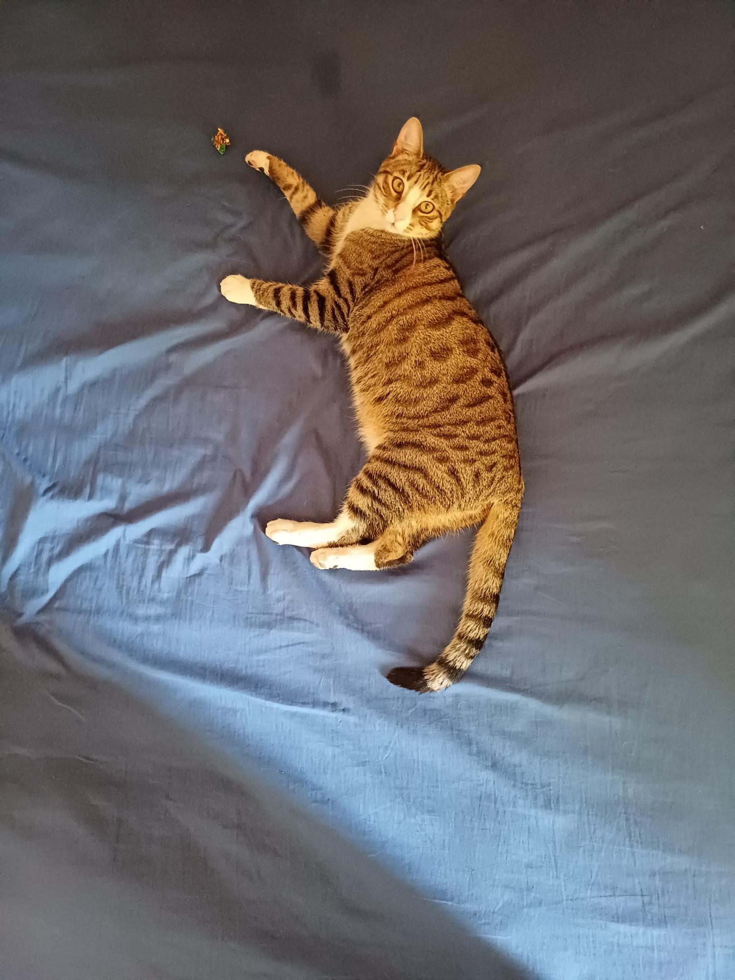 Luis
