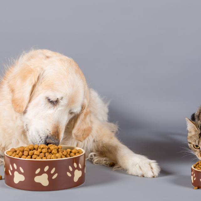 Comida mascotas