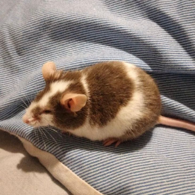 Karen