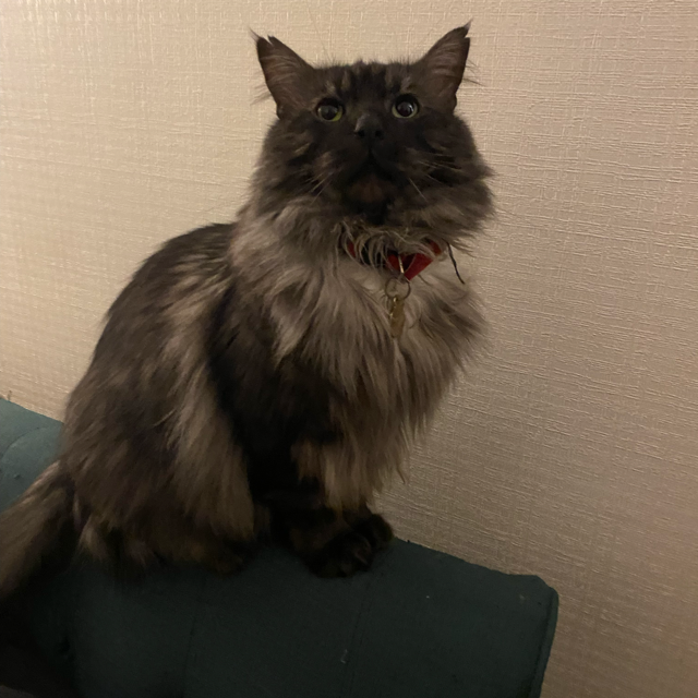 Oliver