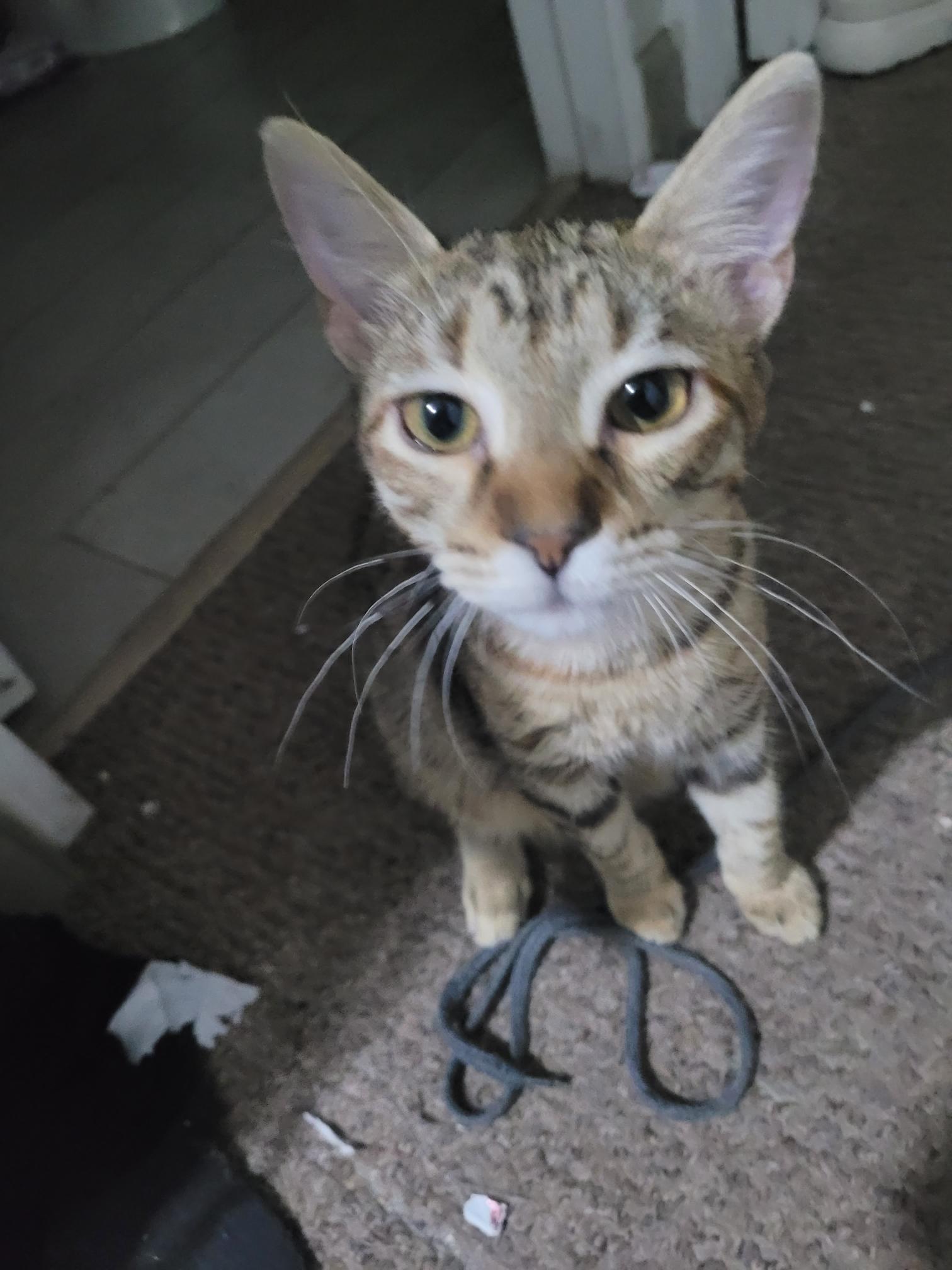 Lala