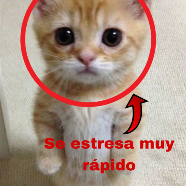 Sebas 