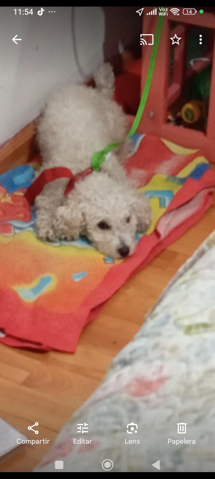 Romina