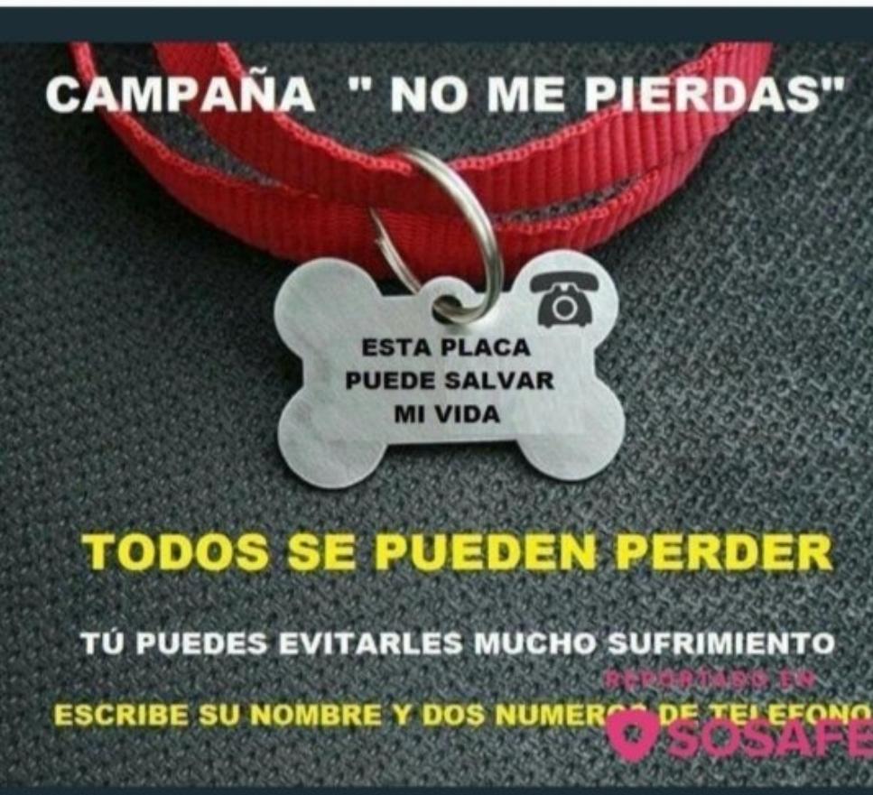 ProAnimal