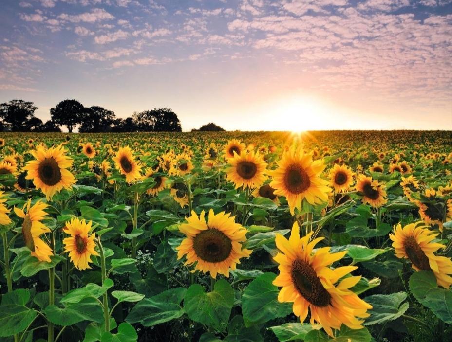 Girasol